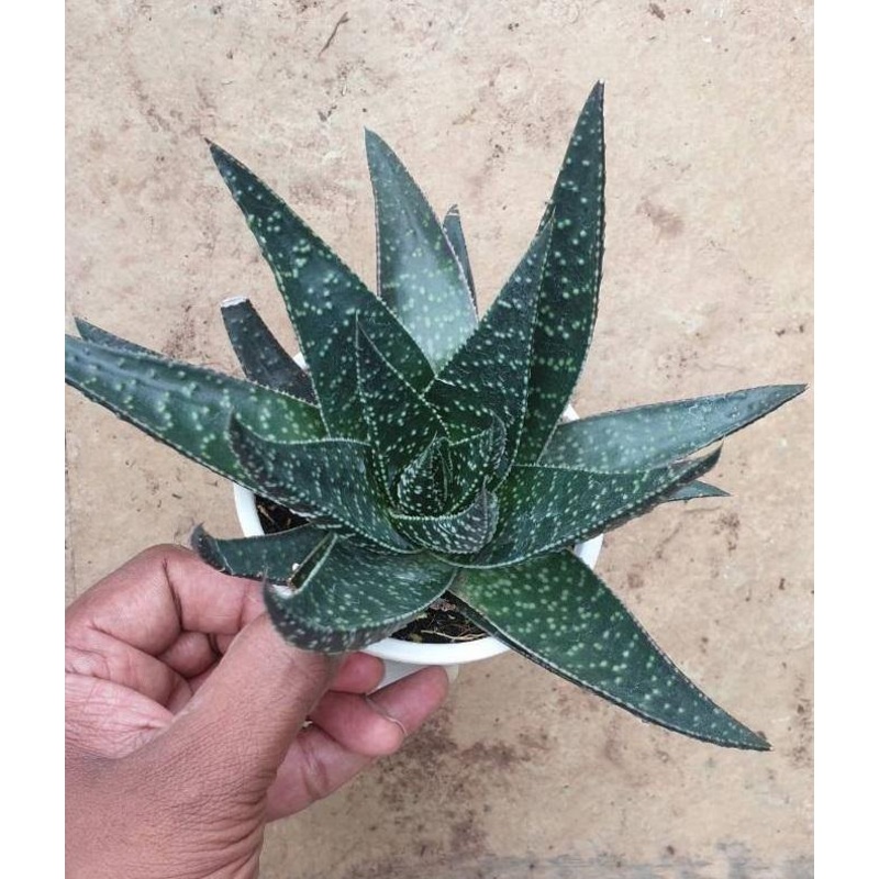 Aloe Flow Big Succulent Plant