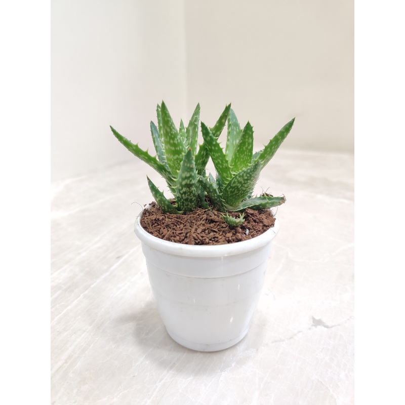 Aloe Juvenna (Tiger Tooth Aloe) Succulent Plant