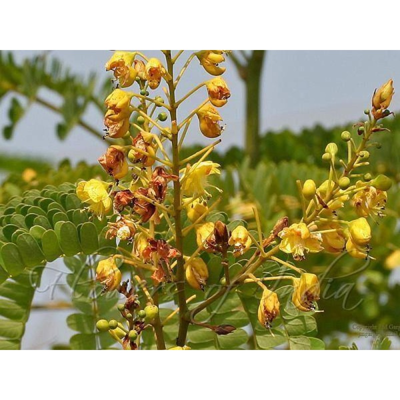 Caesalpinia sappan Seeds – 1 Kg