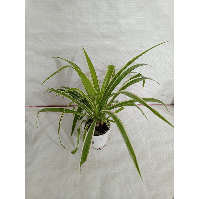 Chlorophytum Bichetii Green Color Plant