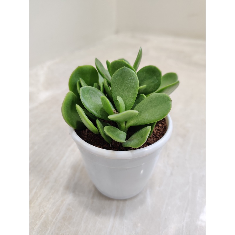 Crassula Money Maker (Jade Plant) Succulent Plant