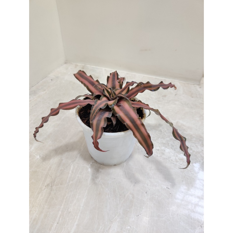 Cryptanthus Bivittatus Chocolate Soldier Plant