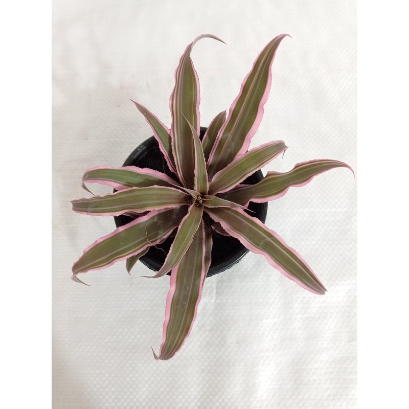 Cryptanthus Bivittatus Pink Color Plant