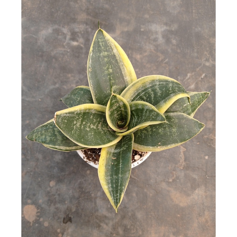 Snake Plant Dwarf Laurentii