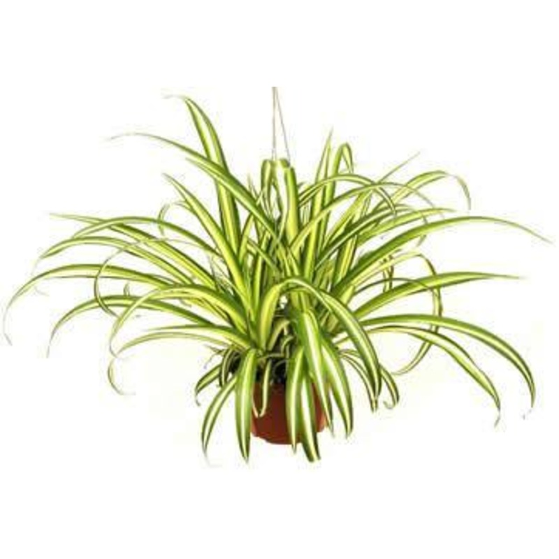 Spider Plant (Chlorophytum Comosum)