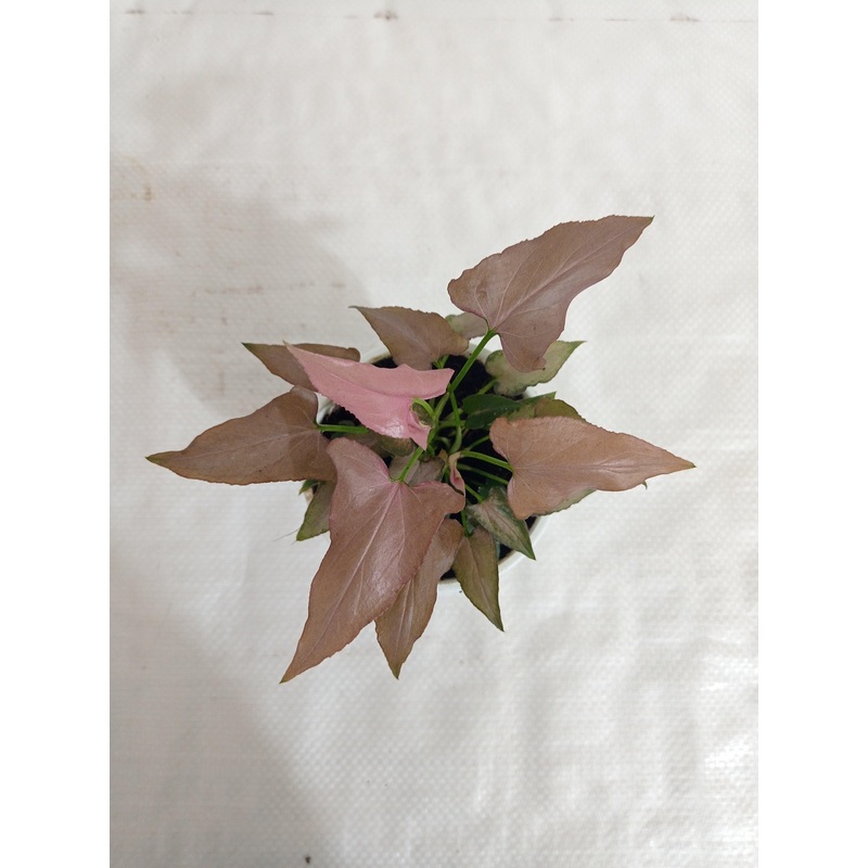 Syngonium Pink Color Plant