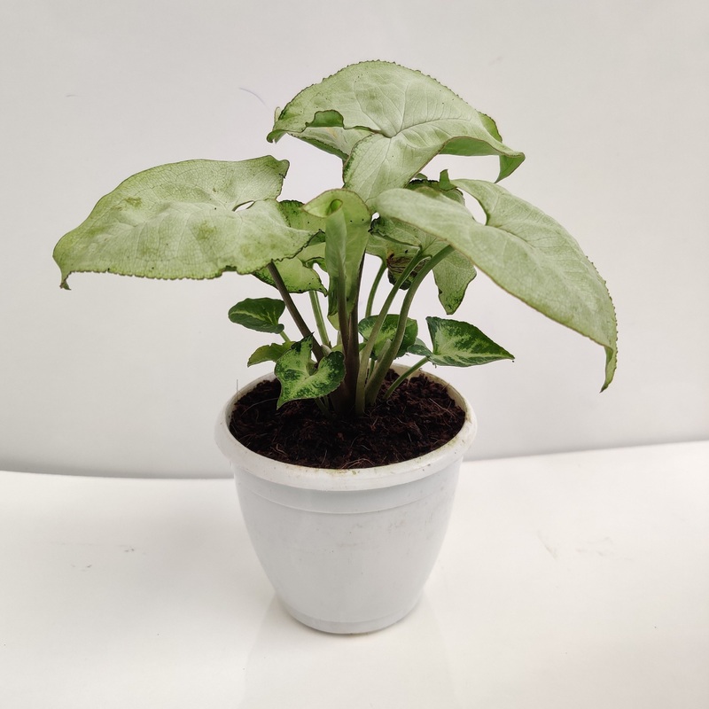 Syngonium White Butterfly Plant