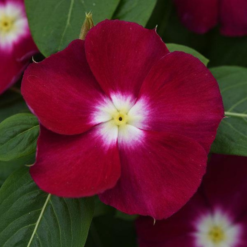 Vinca Mediterranean Burgundy Halo Flower Seeds