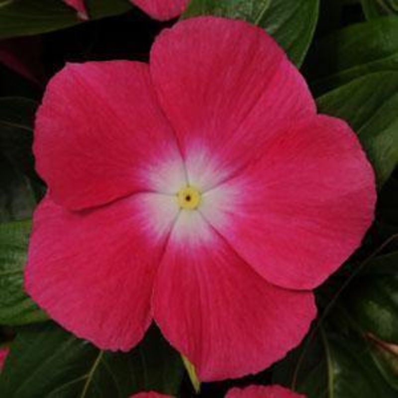 Vinca Mediterranean Rose Halo Flower Seeds