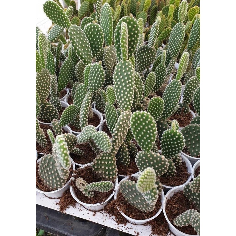 White Bunny Ear Cactus (Opuntia Microdasys Pallida)