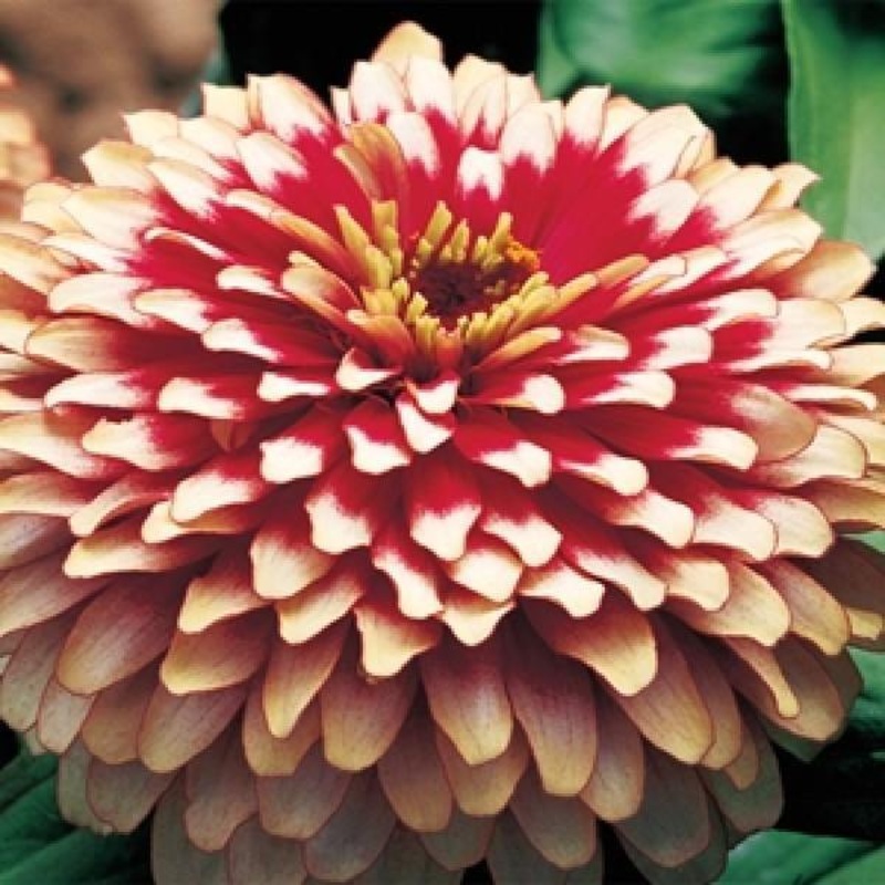Zinnia Swizzle Cherry & Ivory Flower Seeds