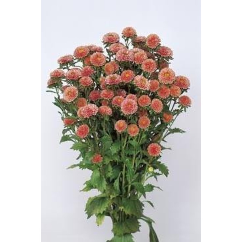 Aster Matsumoto Apricot Flower Seeds