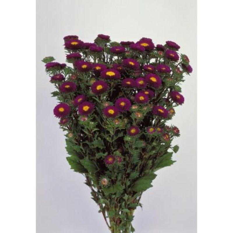 Aster Matsumoto Blue Flower Seeds