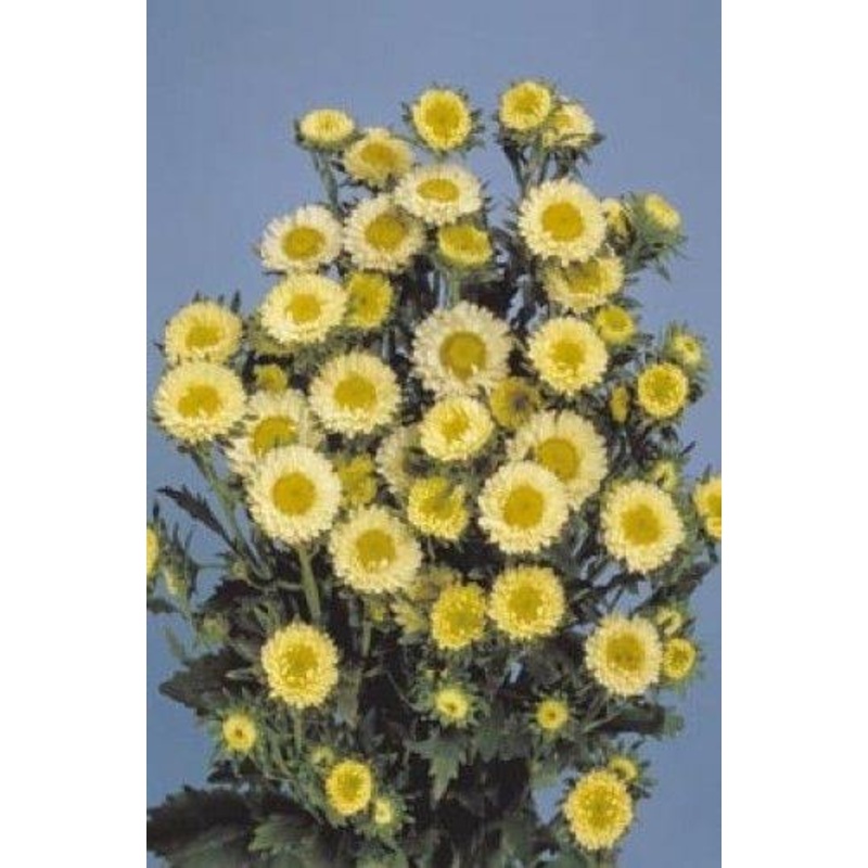 Aster Matsumoto Yellow Flower Seeds