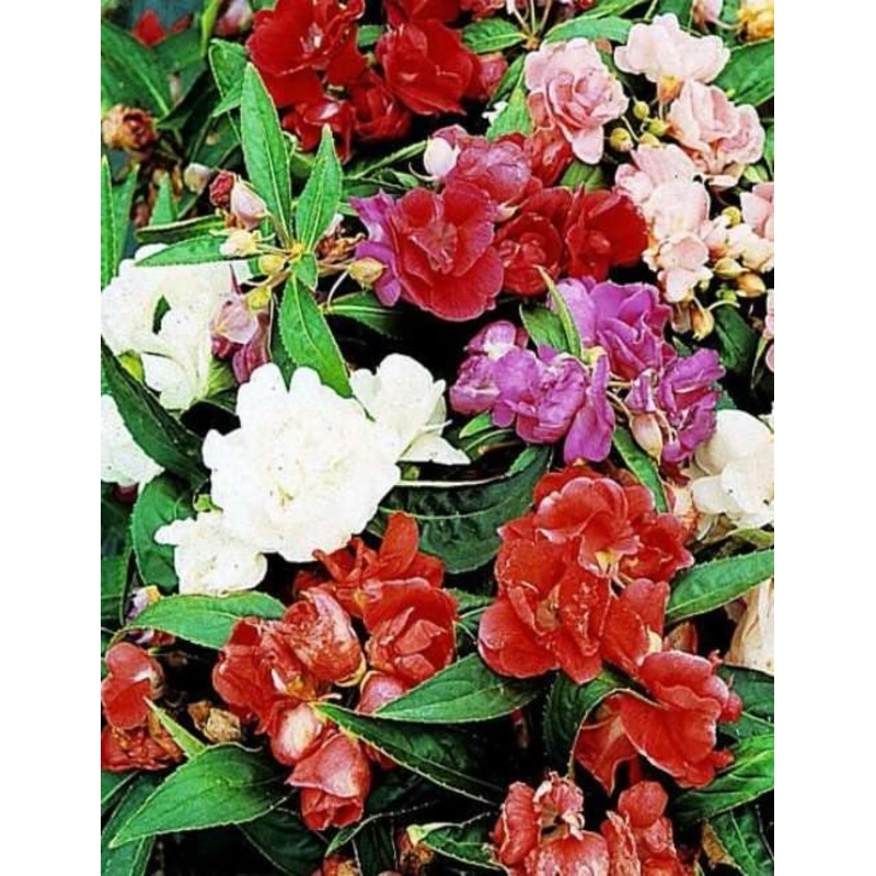 Balsam Tom Thumb Mix Flower Seeds