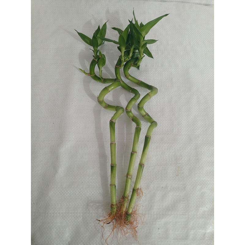 30 cm Spiral Stick Lucky Bamboo (Set of 3 Sticks)