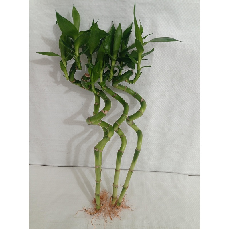 30 cm Spiral Stick Lucky Bamboo (Set of 6 Sticks)