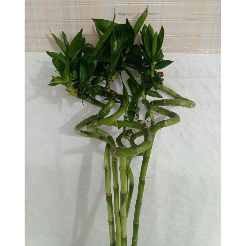 60 cm Spiral Stick Lucky Bamboo (Set of 3 Sticks)