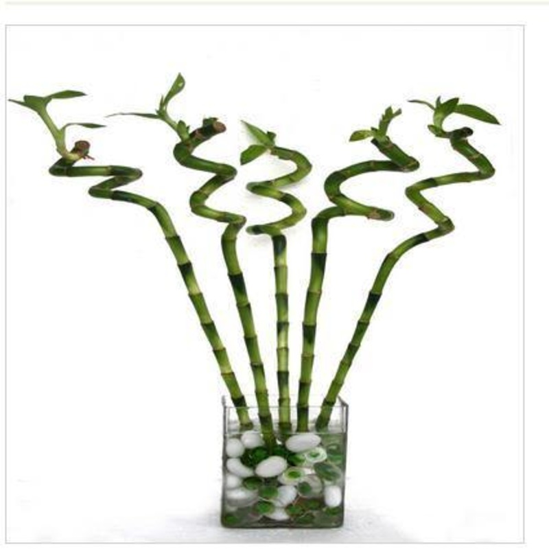 90 cm Spiral Stick Lucky Bamboo (Set of 6 Sticks)