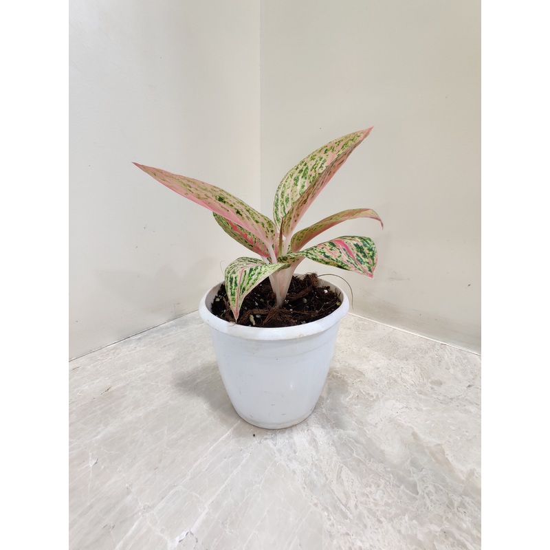 Aglaonema Golden Powder Plant