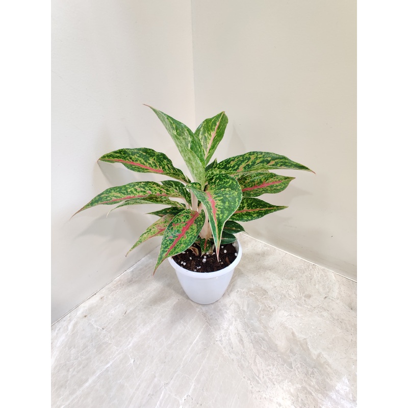 Aglaonema Happiness Plant