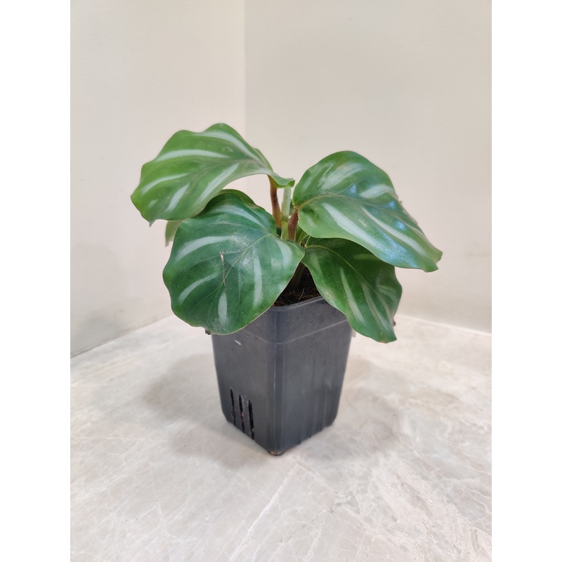Calathea Orbifolia White Plant