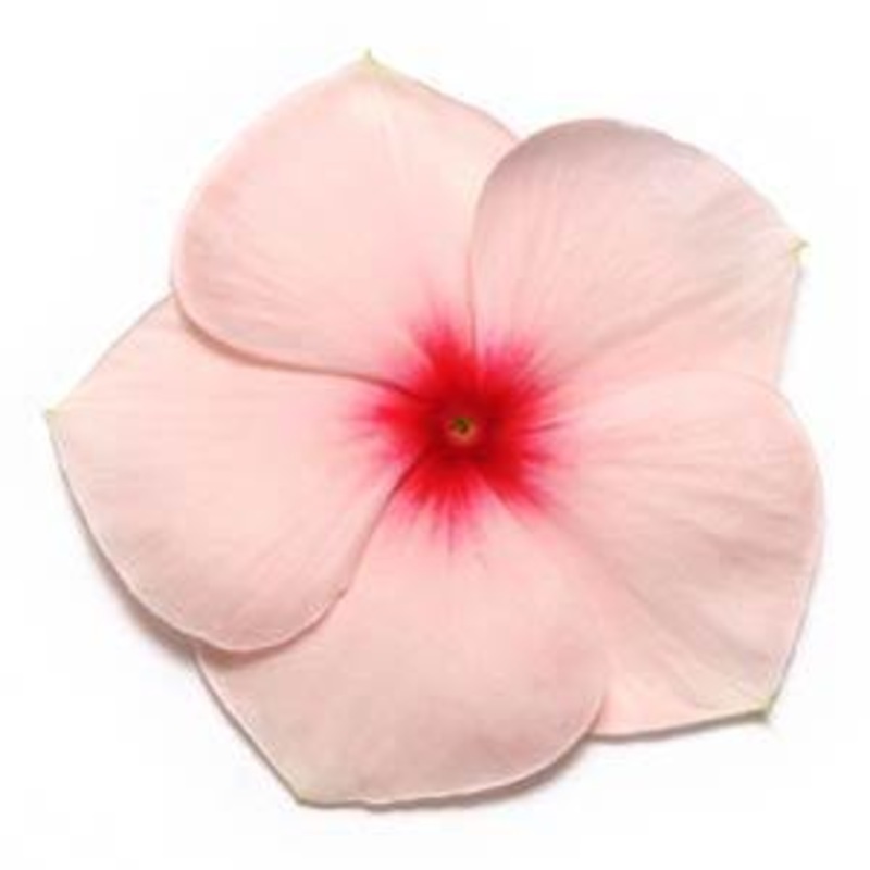 Vinca Pacifica Apricot Flower Seeds