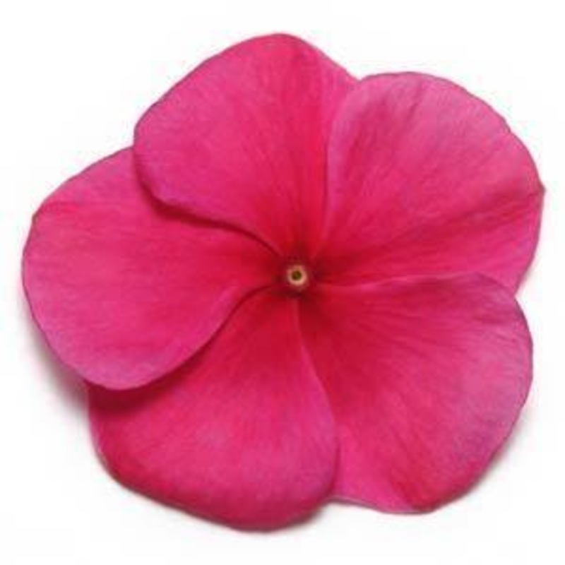 Vinca Pacifica Burgundy Flower Seeds