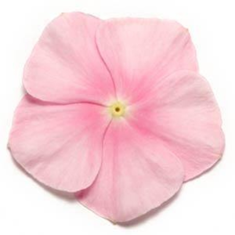 Vinca Pacifica Cherry Icy Pink Flower Seeds