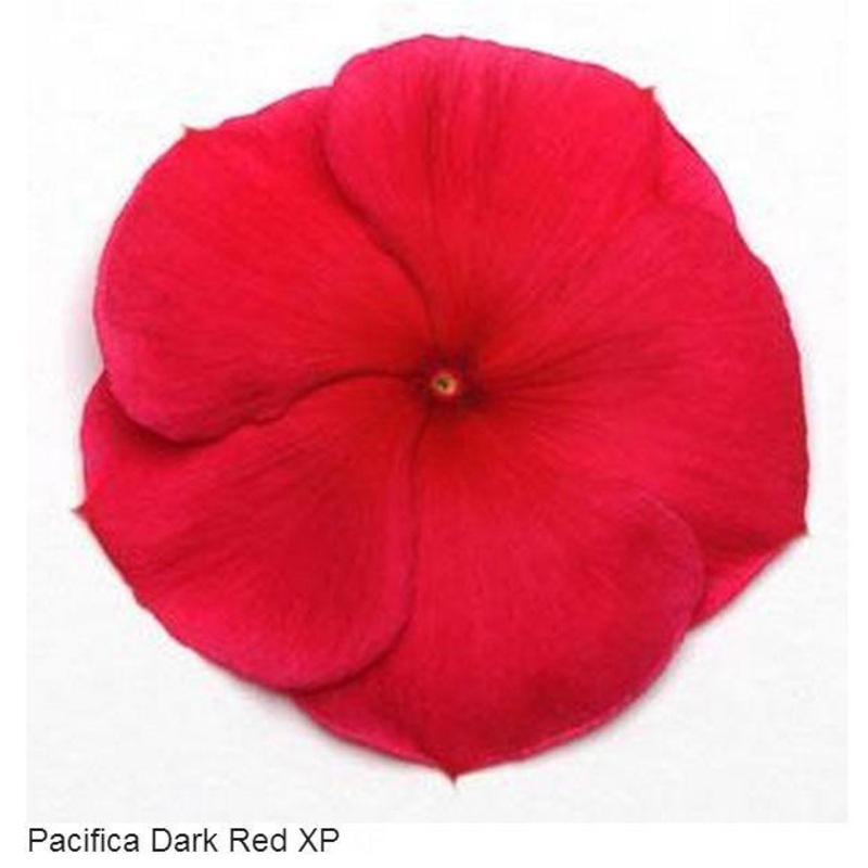 Vinca Pacifica Dark Red Flower Seeds