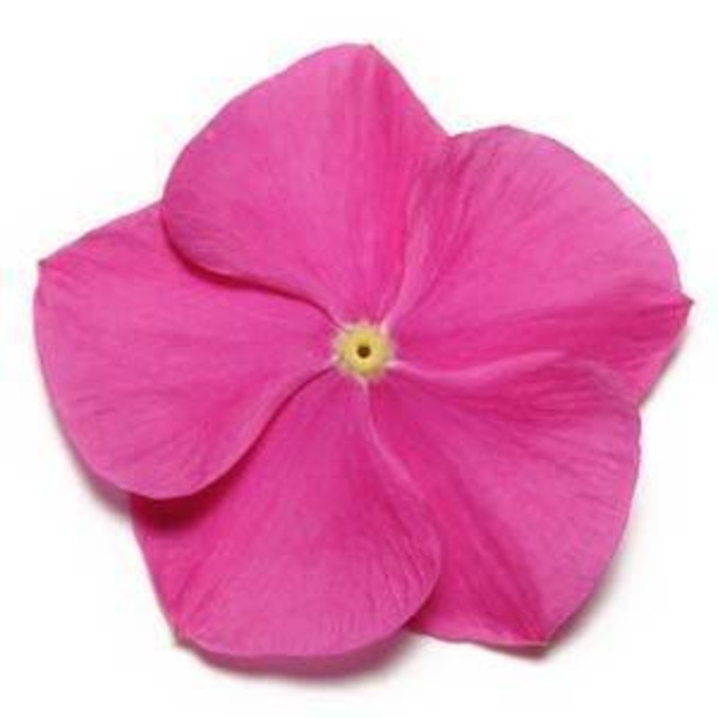 Vinca Pacifica Deep Orchid Flower Seeds