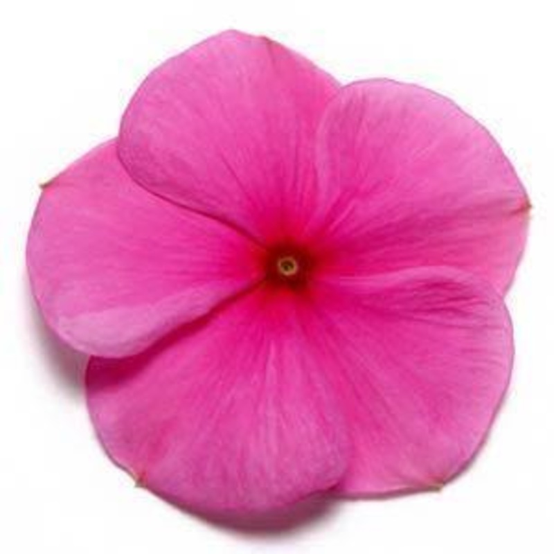Vinca Pacifica Lilac Flower Seeds