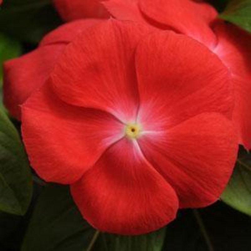 Vinca Pacifica Orange Flower Seeds