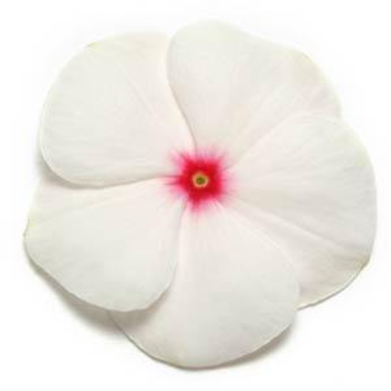 Vinca Pacifica Polka Dot Flower Seeds