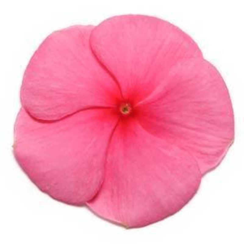 Vinca Pacifica Punch Flower Seeds
