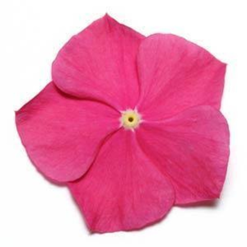 Vinca Pacifica Raspberry Flower Seeds