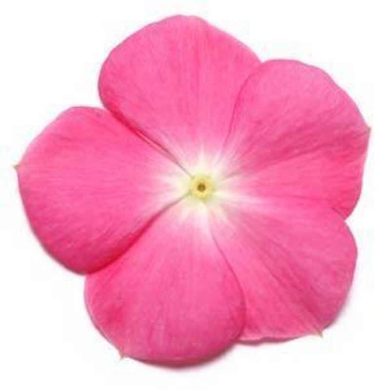 Vinca Pacifica Rose Halo Flower Seeds