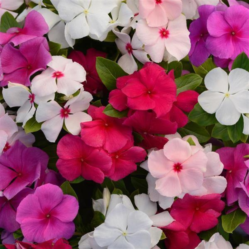 Vinca Valiant Mix Flower Seeds