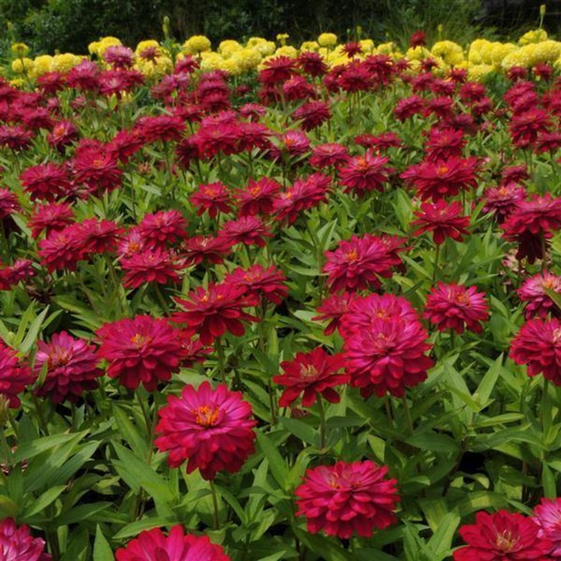 Zinnia Double Zahara Cherry Flower Seeds