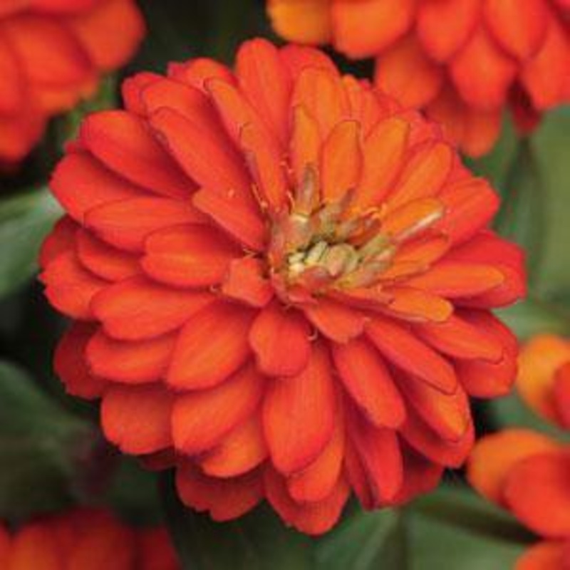 Zinnia Double Zahara Fire Flower Seeds