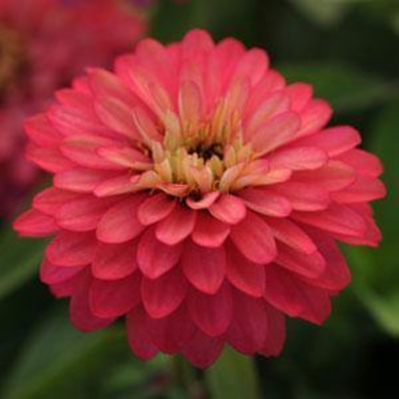 Zinnia Double Zahara Salmon Flower Seeds