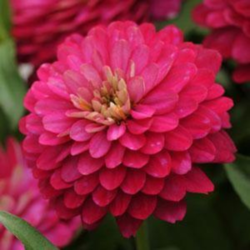 Zinnia Double Zahara Strawberry Flower Seeds