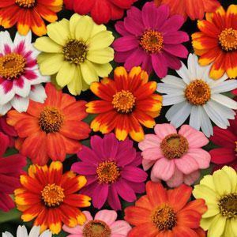 Zinnia Single Zahara Mix Flower Seeds