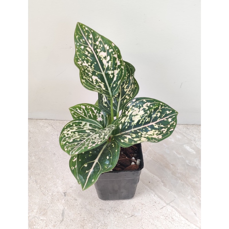 Aglaonema Pink Dotted Plant