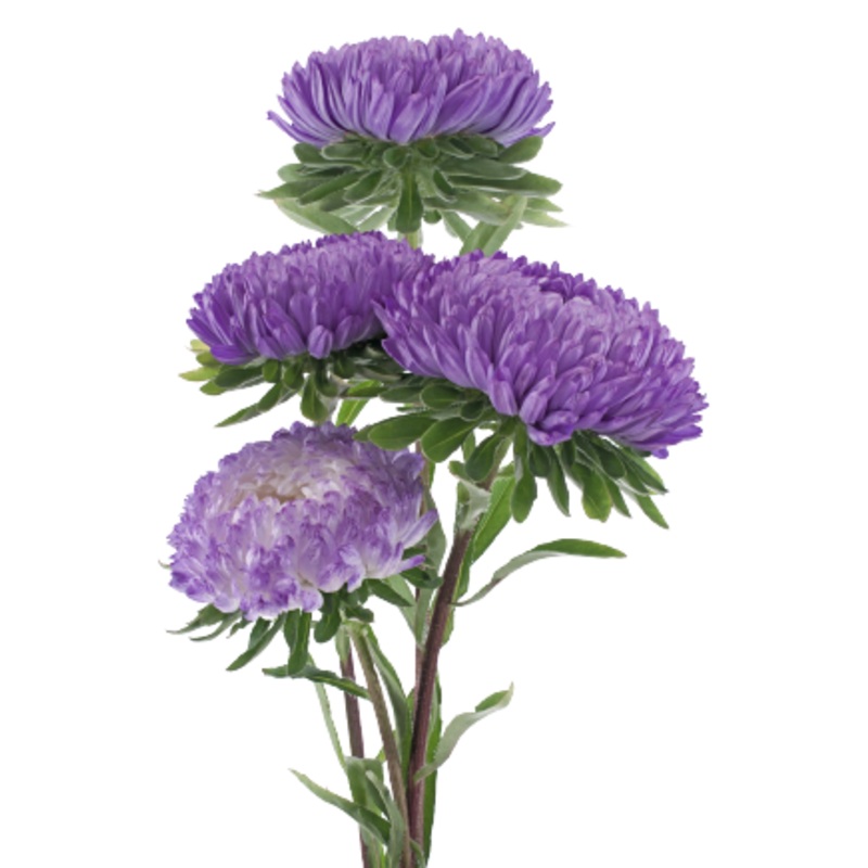 Aster Gala Blue Flower Seeds
