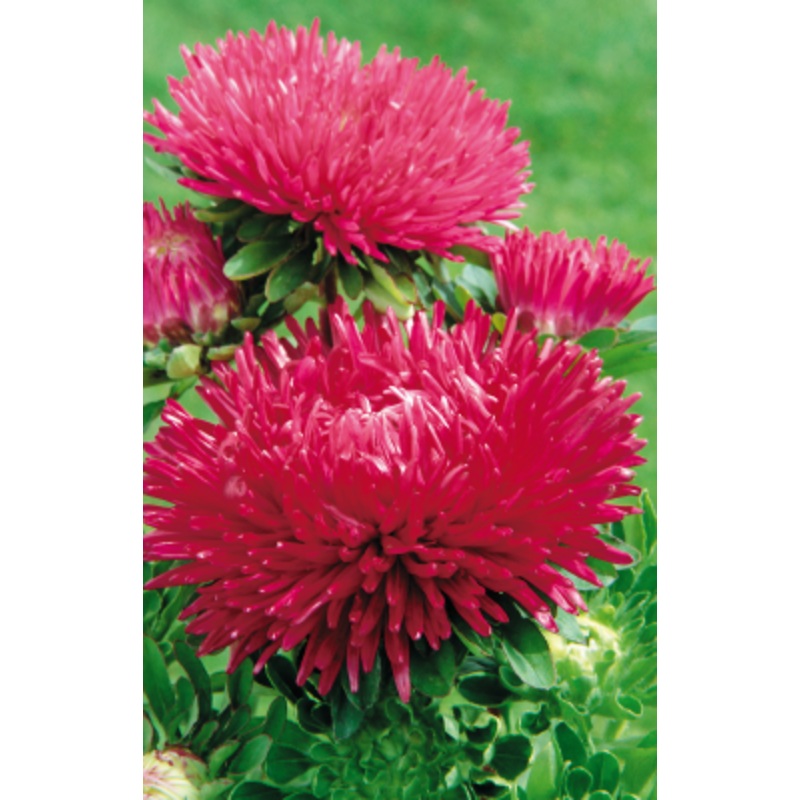 Aster Gala Burgundy Flower Seeds