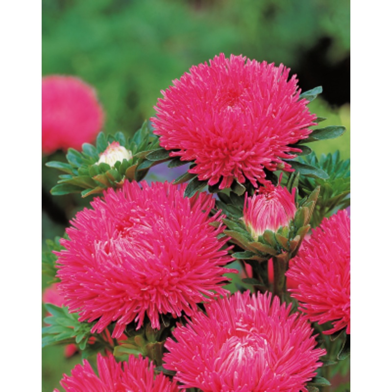 Aster Gala Carmine Rose Flower Seeds