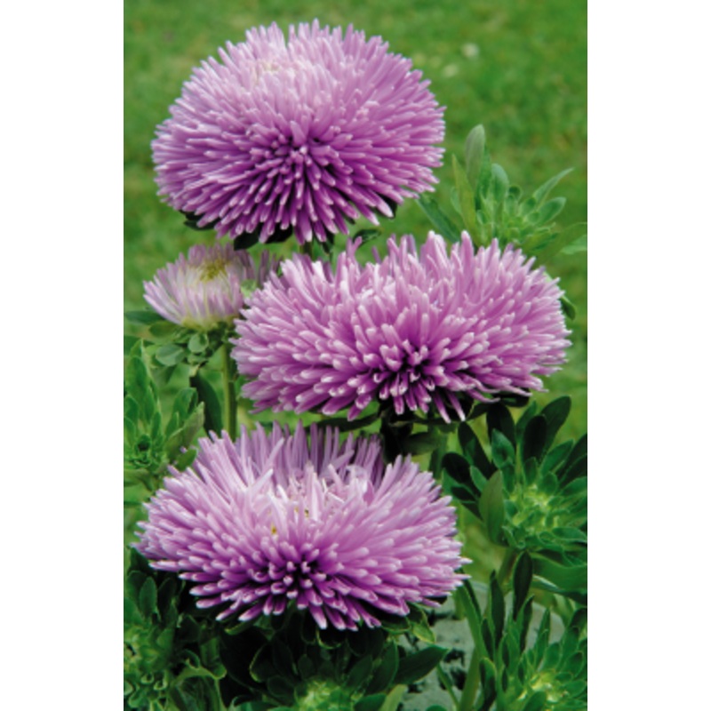 Aster Gala Lavender Flower Seeds