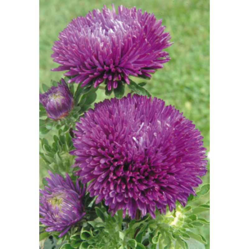 Aster Gala Purple Flower Seeds