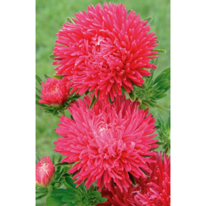 Aster Gala Scarlet Flower Seeds